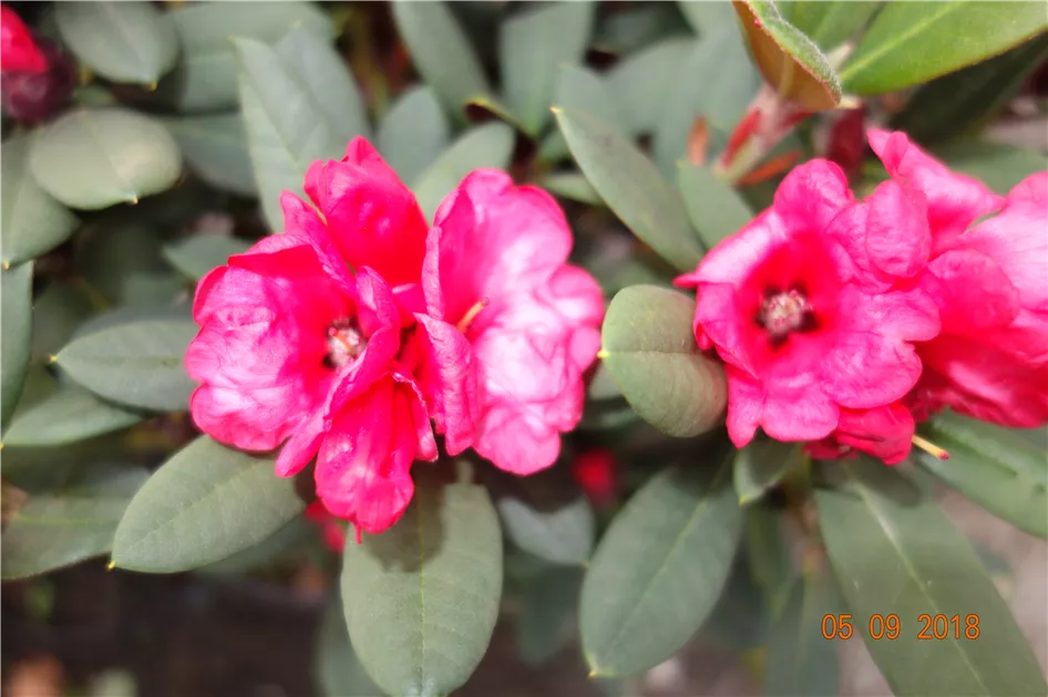 Rhododendron neriiflorum 'Burletta'