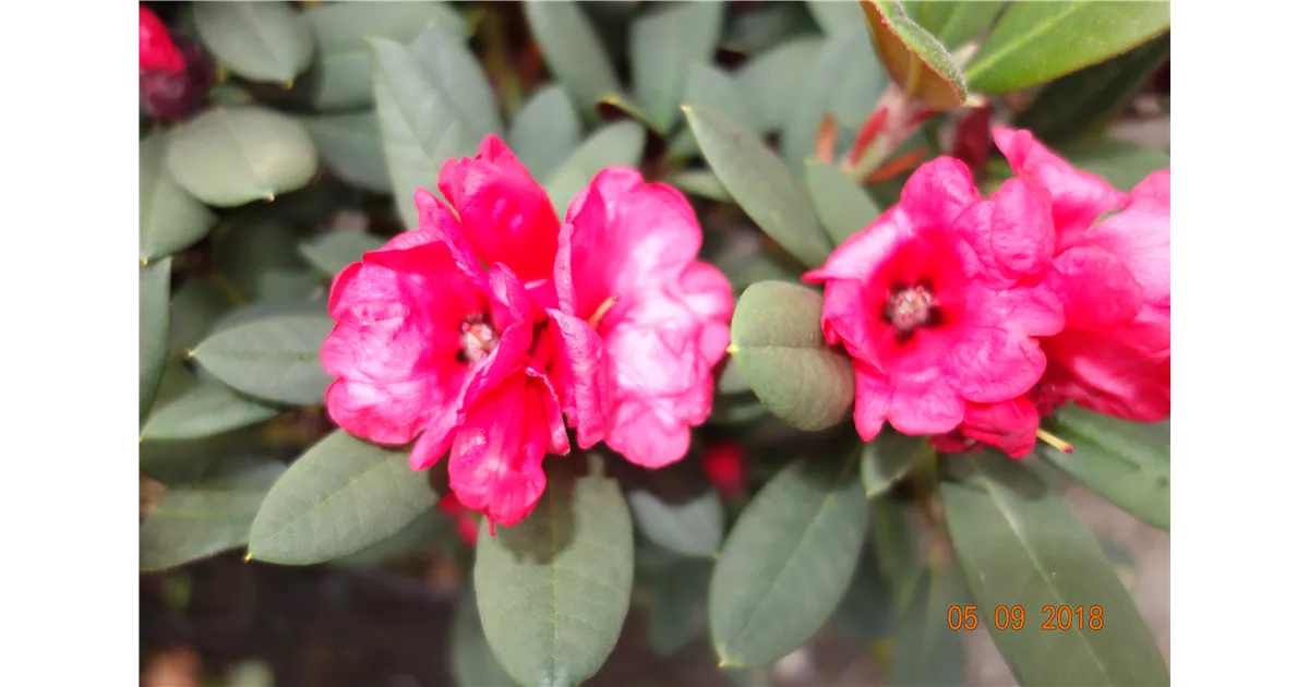 Rhododendron neriiflorum 'Burletta' - Geschickt Pflanzen