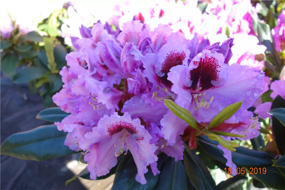 Rhododendron Hybr.'Kabarett' -R-