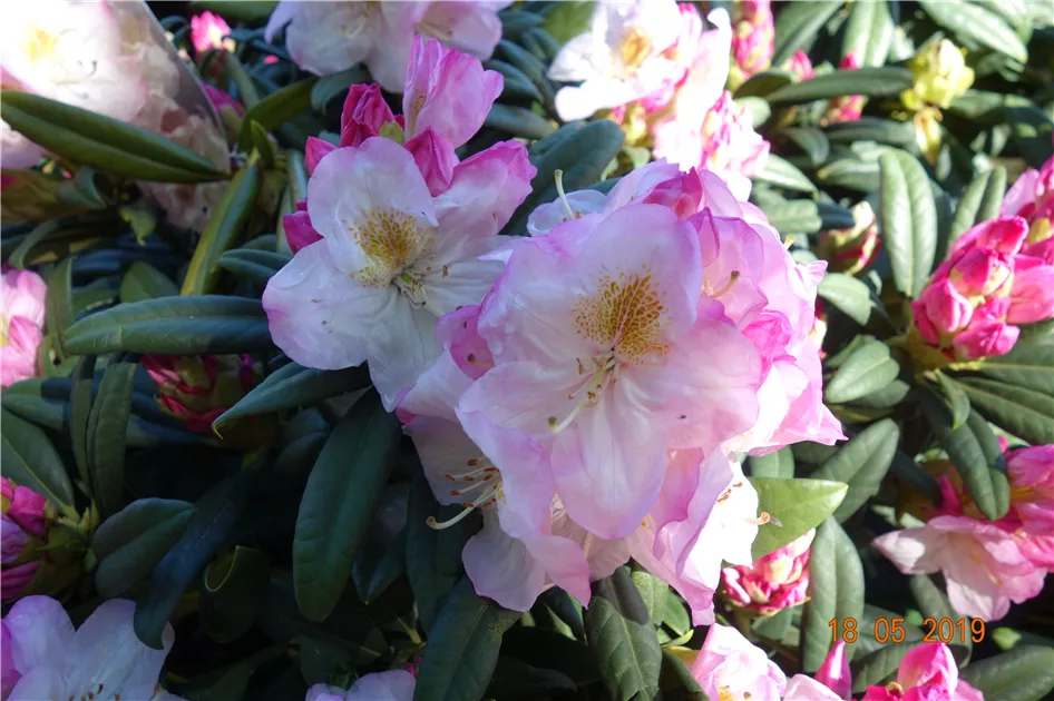 Rhododendron Hybr.'Brigitte', Rhododendron-Hybride 'Brigitte' - Geschickt  Pflanzen