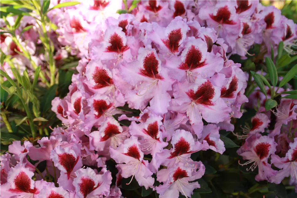 Rhododendron Hybr.'Alexis'