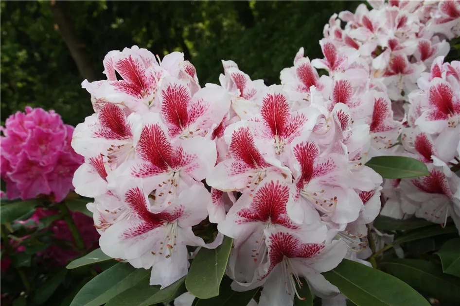 Rhododendron Hybr.'Belami' -R-