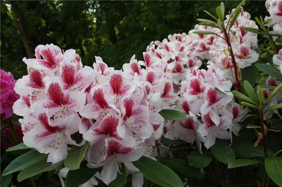 Rhododendron Hybr.'Belami' -R-