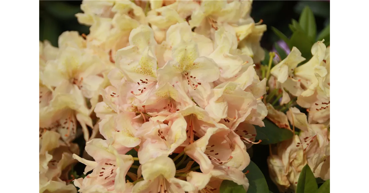 Rhododendron Hybr.'Belkanto' -R-, Rhododendron-Hybride 'Belkanto' -R- -  Geschickt Pflanzen
