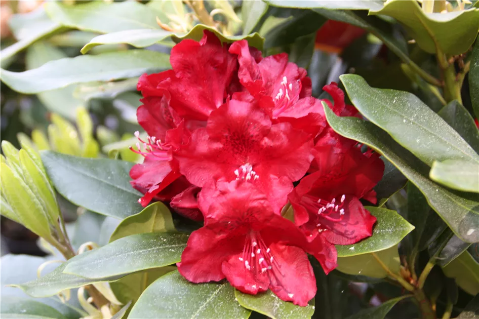 Rhododendron Hybr.'Cherry Kiss' -R-