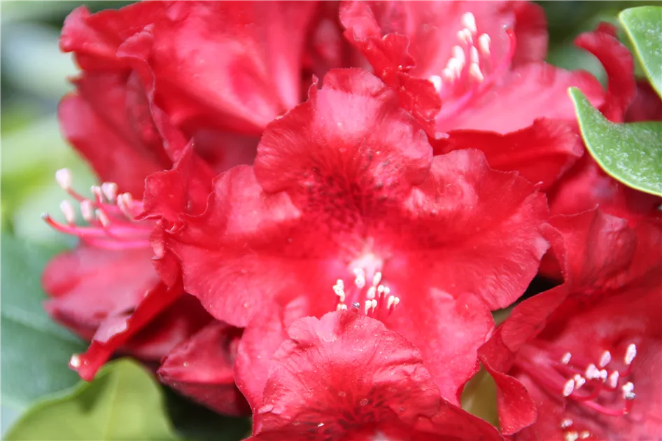 Rhododendron Hybr.'Cherry Kiss' -R-, Rhododendron-Hybride 'Cherry Kiss' -R-  - Geschickt Pflanzen