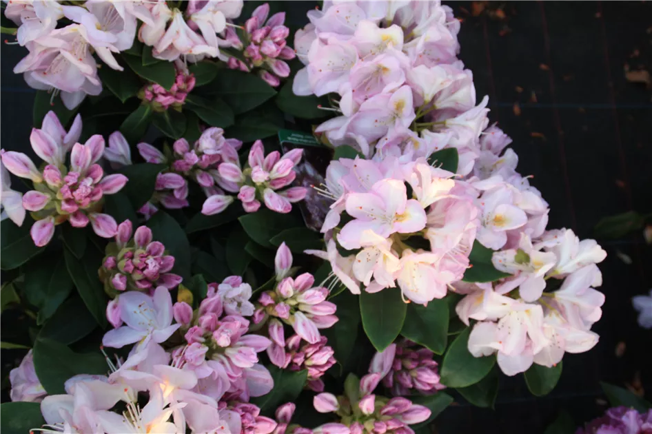 rhododendron eigenschaften Rhododendron yunnanense, white