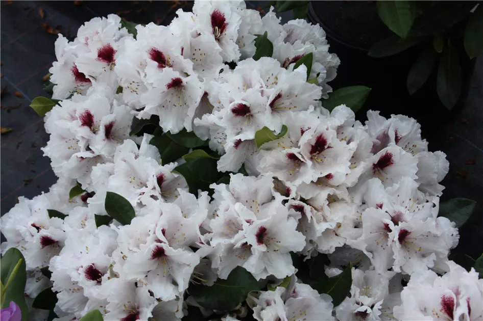 Rhododendron Hybr.'Hachm.Picobello' -R-