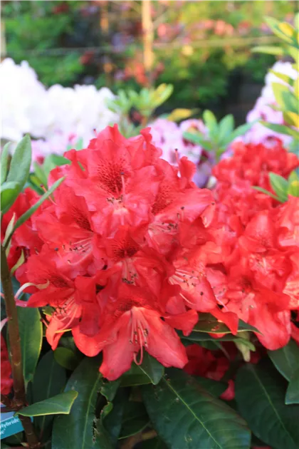 rhododendron in orange Rhododendron bakeri (Cumberland Azalea) 1 Gram ~ 30000 Seeds