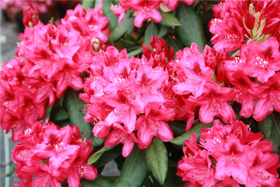 Rhododendron Hybr.'Nova Zembla', Rhododendron-Hybride 'Nova Zembla' -  Geschickt Pflanzen