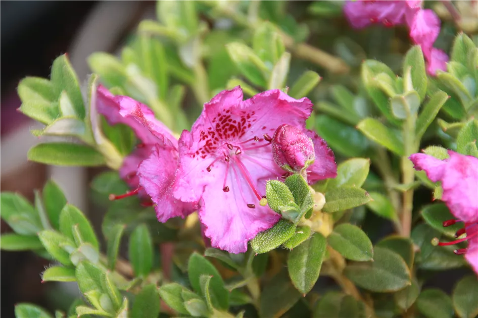Rhododendron keleticum 'Compact' - Geschickt Pflanzen