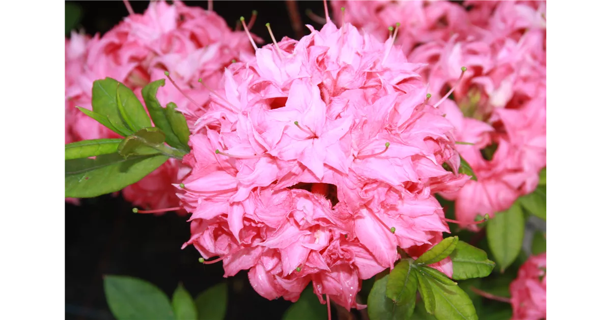 rhododendron japanisch Azalea Japonica 'Japanese Red'| Rhododendron 'Japanese Red'