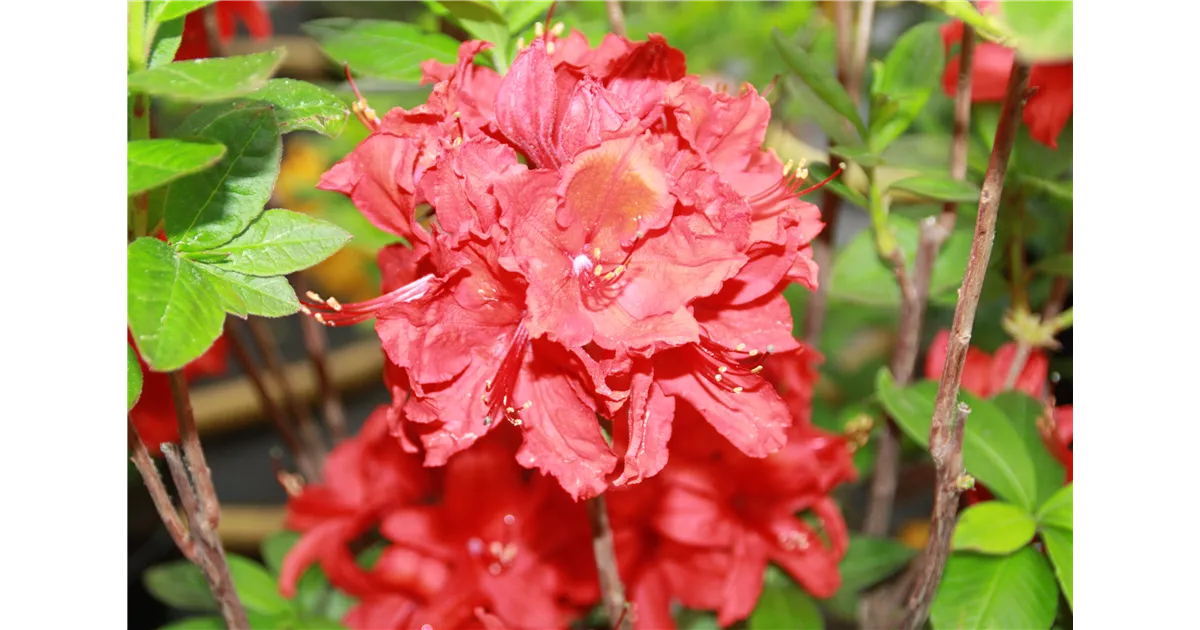 Rhododendron lut.'Nabucco', Sommergrne Azalee 'Nabucco' - Geschickt  Pflanzen