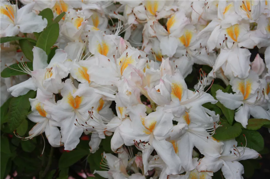 Rhododendron lut.'Schneegold'