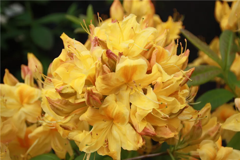 Rhododendron lut.'Golden Sunset'