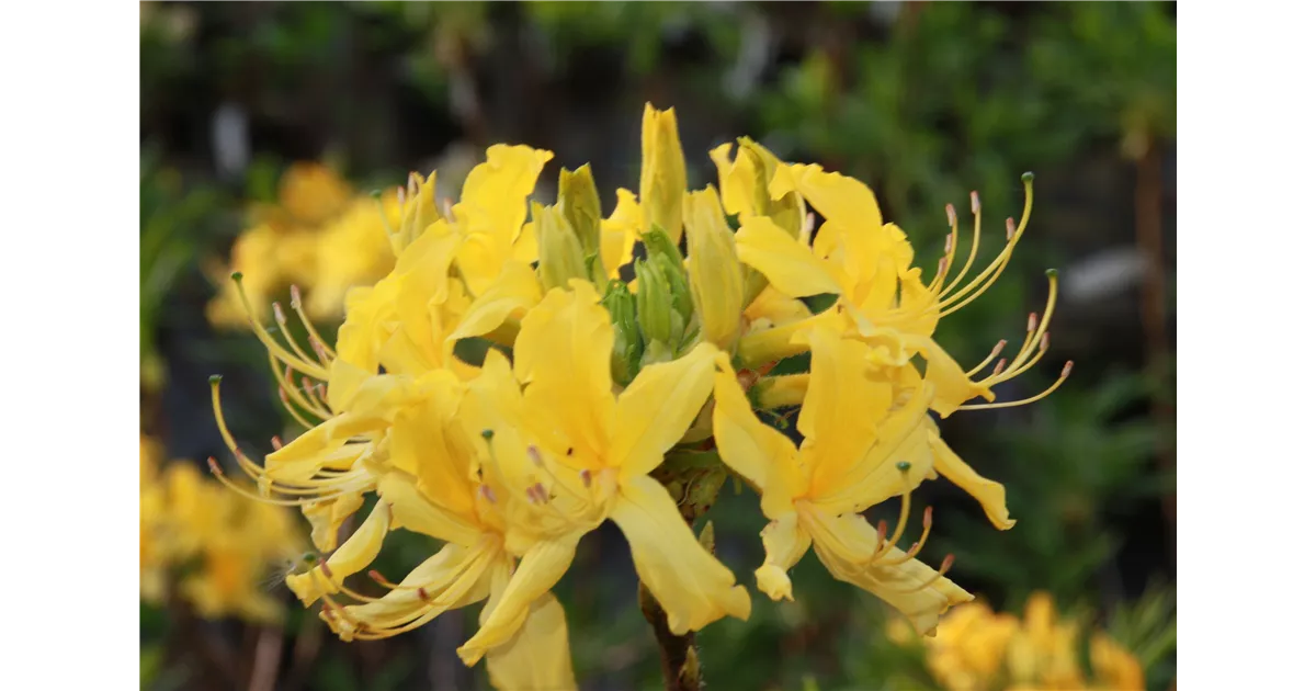 Rhododendron luteum - Geschickt Pflanzen