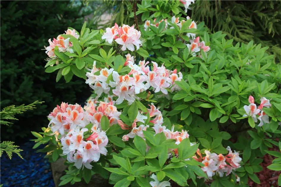 rhododendron cat grandiflorum Großblumiger Rhododendron 'Catawb. Grandiflorum' (Rhododendron x cult. I)  kaufen – pflanzenmax.de main image 0
