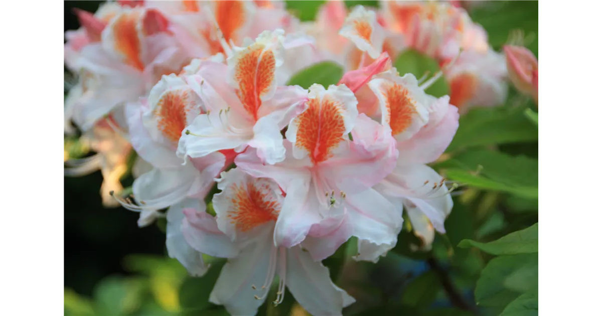 Rhododendron occ.'Jock Brydon' - Geschickt Pflanzen