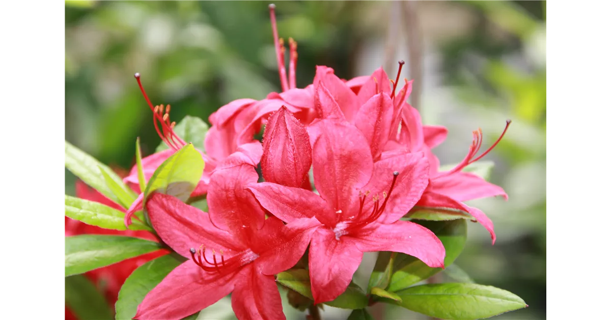 Rhododendron viscosum 'Karminduft' - Geschickt Pflanzen