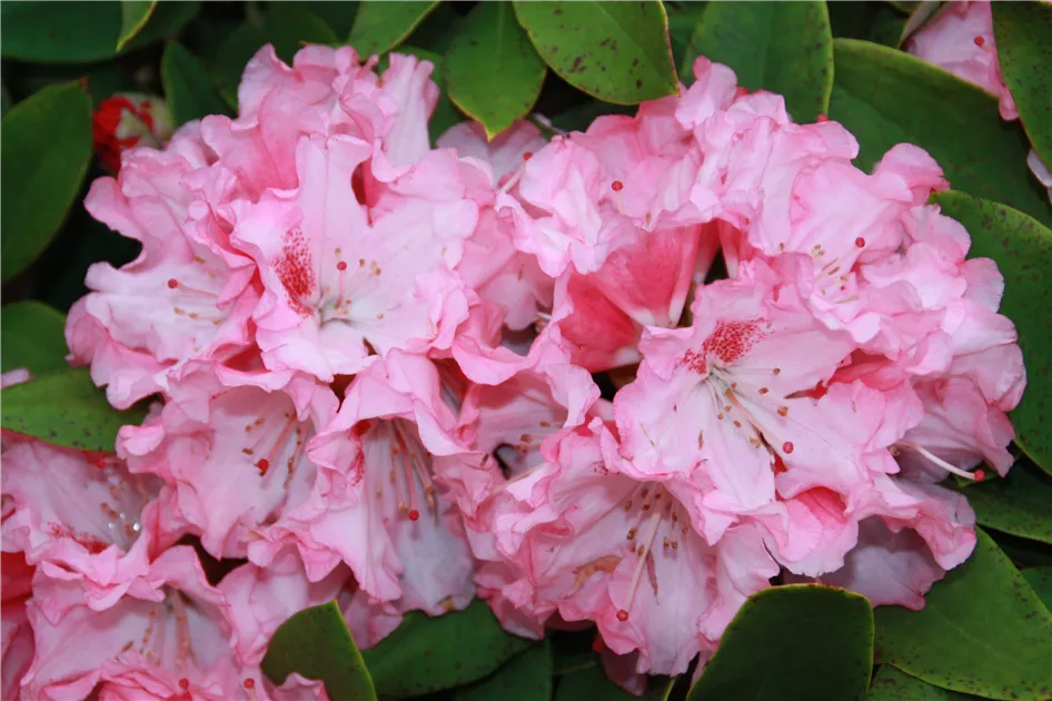 kamelie topfpflanze Japanische Kamelie 'Lady Campbell' - Camellia japonica Lady Campbell