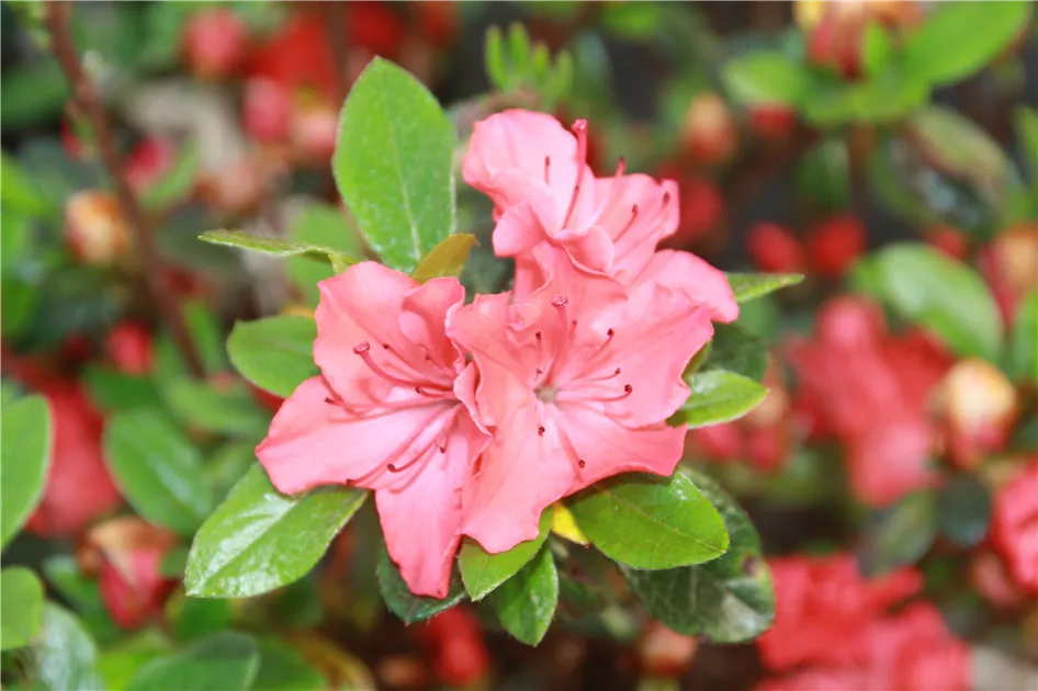 Rhododendron obt.'Satschiko'