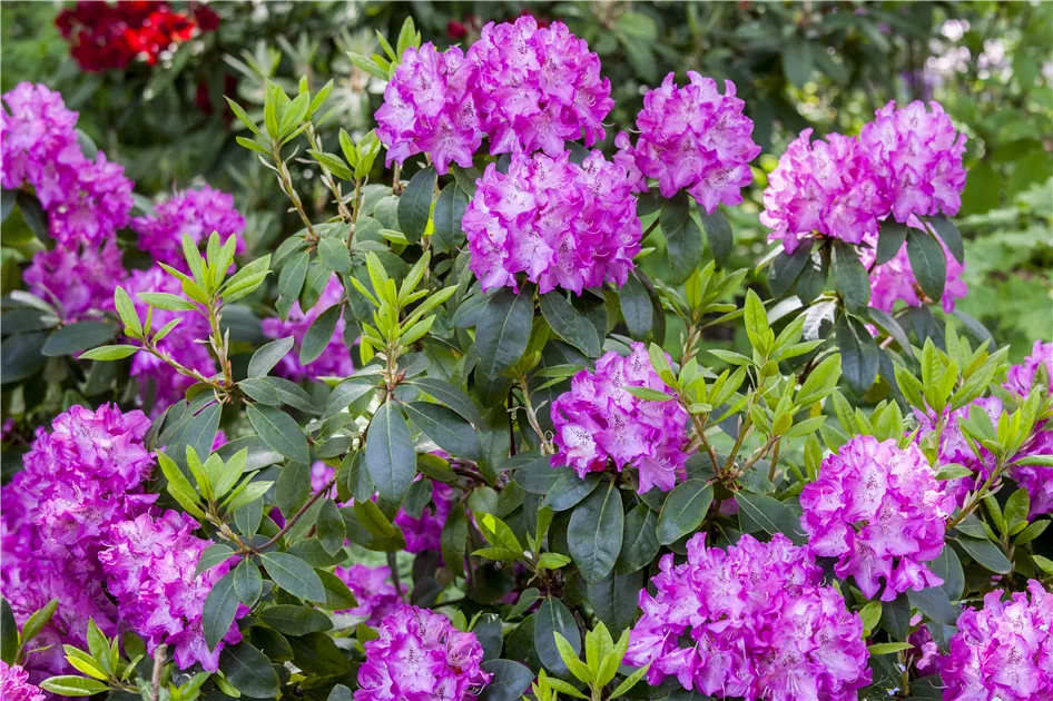 Rhododendron williams.'Andrea', Williams.Rhododendron 'Andrea' - Geschickt  Pflanzen