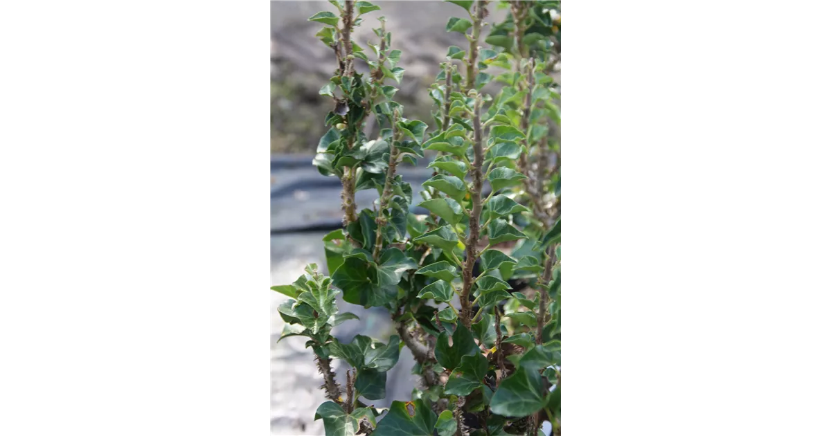 ist efeu im topf winterhart Gemeiner Efeu - Hedera helix - 2 Pflanzen