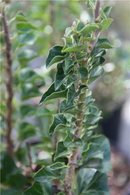 Hedera helix 'Erecta', Efeu 'Erecta' - Geschickt Pflanzen