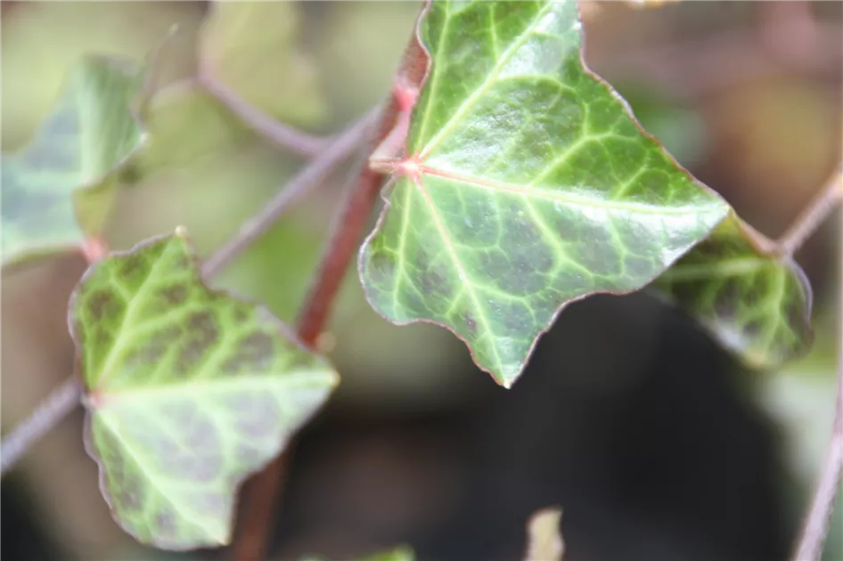 Hedera helix hibernica, Groblttriger irischer Efeu - Geschickt Pflanzen