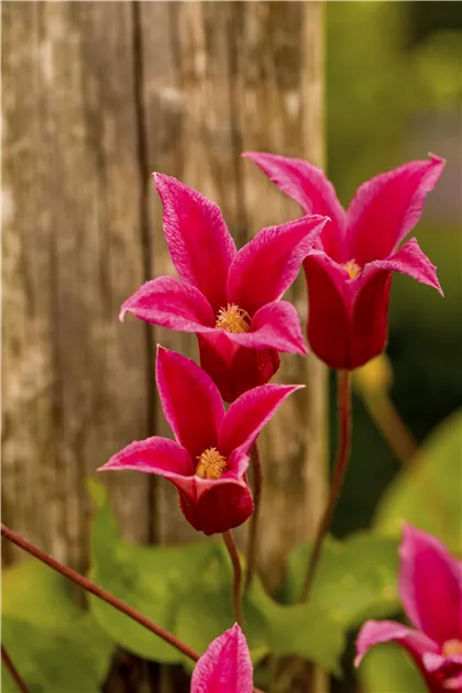 Clematis tex.'Princess Diana', Texas-Waldrebe 'Princess Diana' - Geschickt  Pflanzen