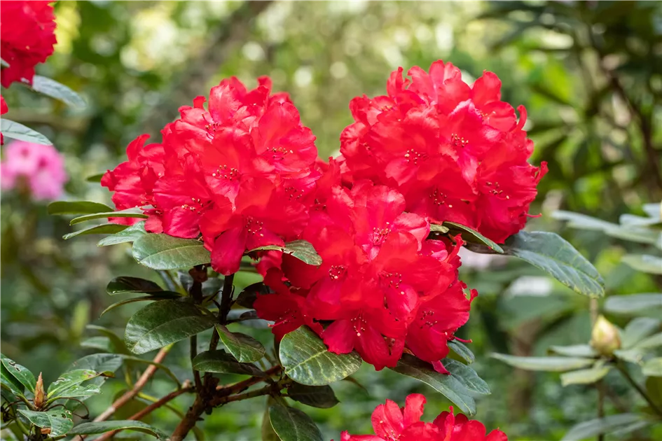 Rhododendron haematodes 'Lisetta' -R-