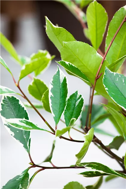 Photinia fraseri 'Louise' -R-, Flamingo-Glanzmispel 'Louise' -R- -  Geschickt Pflanzen