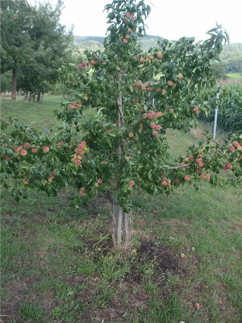 Prunus persica 'Fruteria', Pfirsich 'Fruteria' - Geschickt Pflanzen