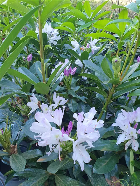 Rhododendron Hybr.'Septembercharme', Rhododendron 'Septembercharme' -  Geschickt Pflanzen