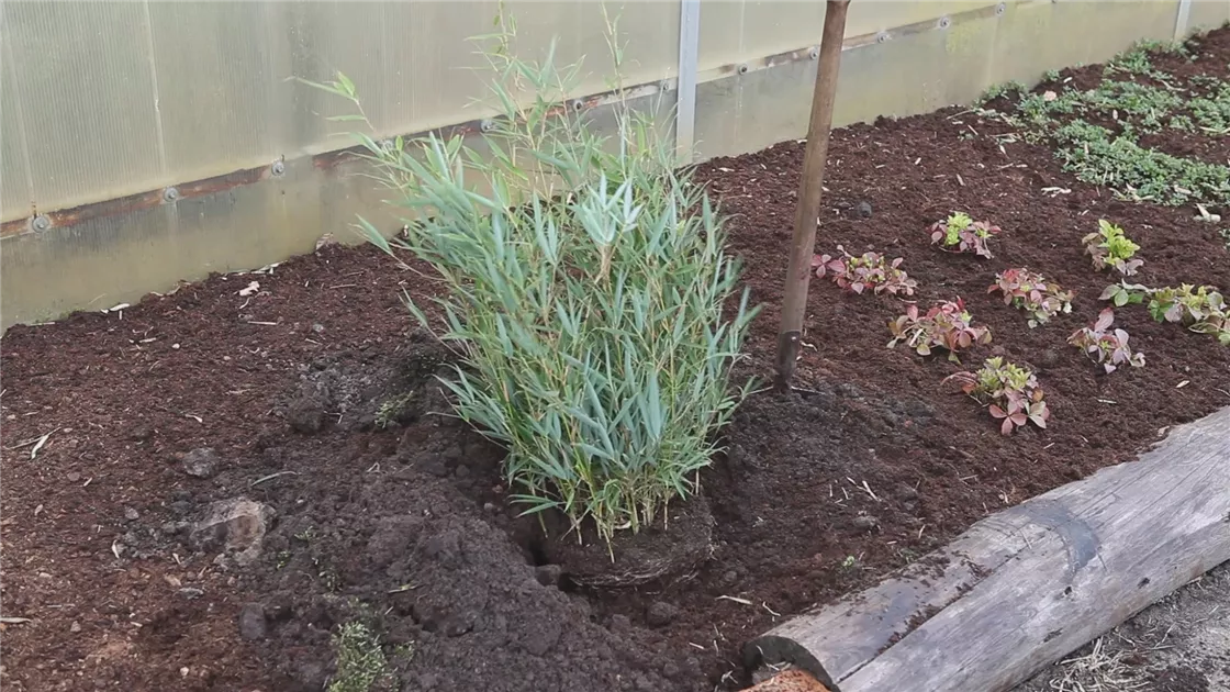Fargesia - Einpflanzen im Garten