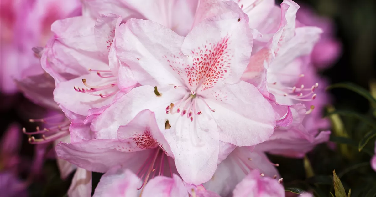 Rhododendron ponticum 'Filigran' - Geschickt Pflanzen