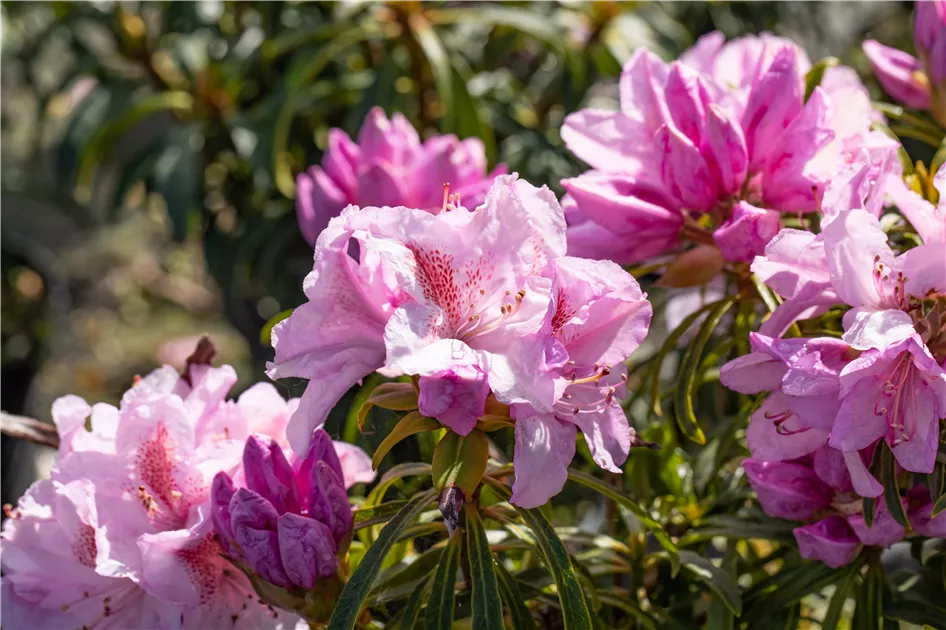Rhododendron ponticum 'Filigran'