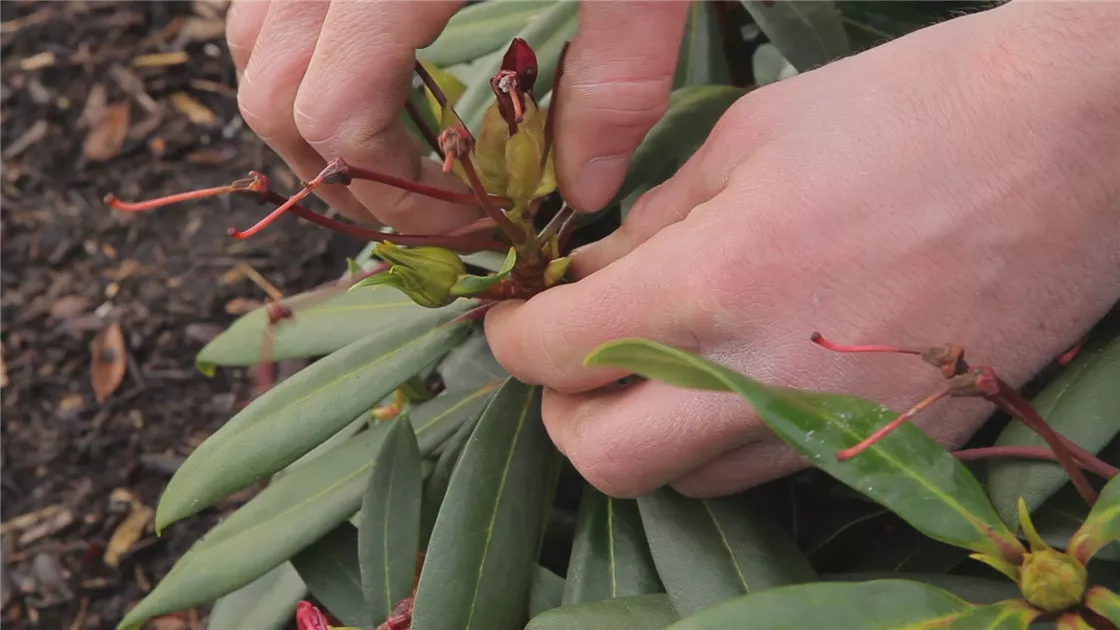 Rhododendron - Entfernen von Bltenstnden
