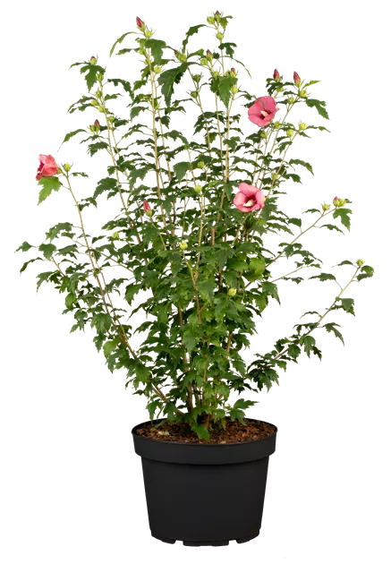 kamelie zimmerpflanze kaufen Camellia Ascona
