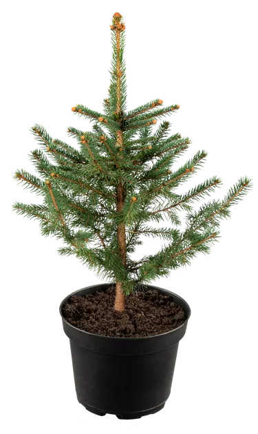 Picea pungens glauca 'Misty Blue'