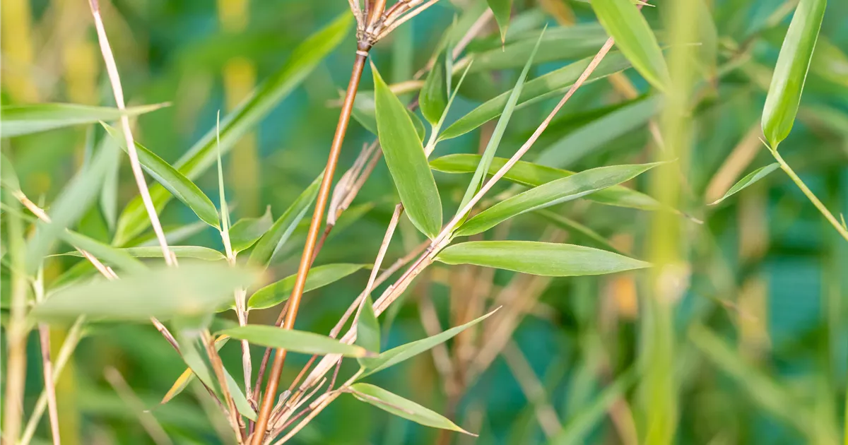 Fargesia denudata 'Xian 2', Gartenbambus 'Xian 2' - Geschickt Pflanzen