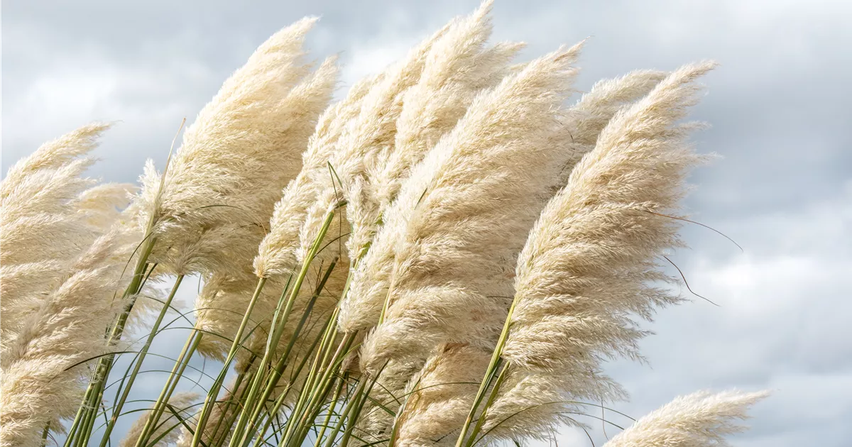 Amerikanisches Pampasgras Samen – Cortaderia Selloana, Winterhart, Silbrig Weiße Blüten, Für Garten & Balkon