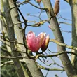 Magnolia 'Peachy'
