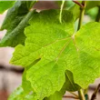 Vitis vinifera 'Vanessa'®