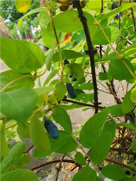 Lonicera kamtschatica 'Zojka', Sibierische Blaubeere 'Zojka' - Geschickt  Pflanzen