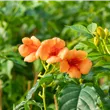 Campsis radicans 'Indian Summer'®