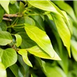 Hedera colchica