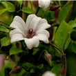 Clematis texensis 'Princess Kate'