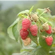 Rubus idaeus 'Polka'®