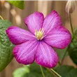 Clematis 'Ville de Lyon'